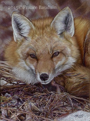 Canadian Fox - 54 hours
Brown Pastelmat
15" x 11.5"
Highly Commended UKCPS 2017
Honorary Mention AUSCPA 2016 Canadian Fox - 54 hours
Brown Pastelmat
15" x 11.5"
Highly Commended UKCPS 2017
Honorary Mention AUSCPA 2016